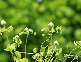 日本植物手机摄影大赛，捕捉自然之美，展现绿色魅力日本植物拍卖网站