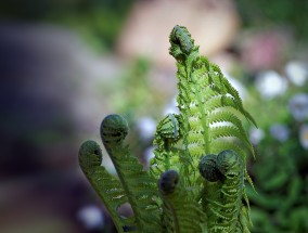 日本植物手机摄影大赛，捕捉自然之美，展现科技魅力日本植物拍卖网站